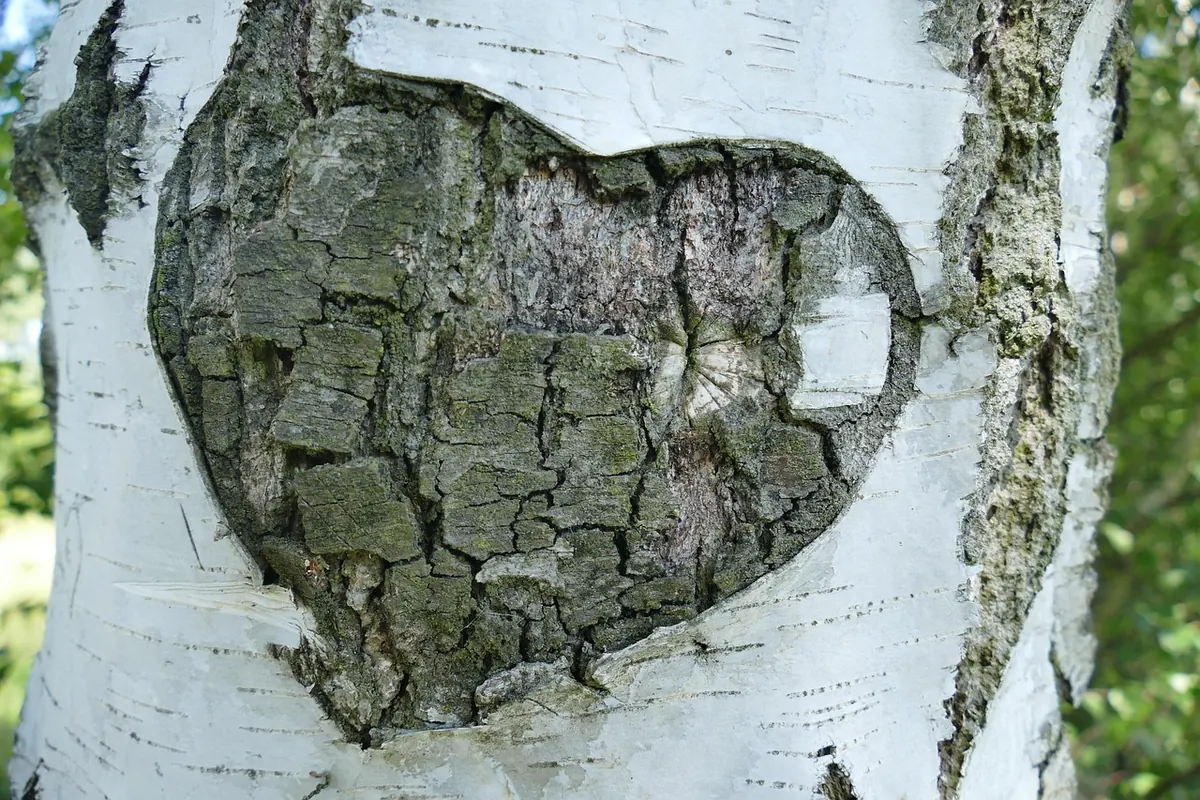 Aspen or Birch? How to Tell Them Apart All Year Round