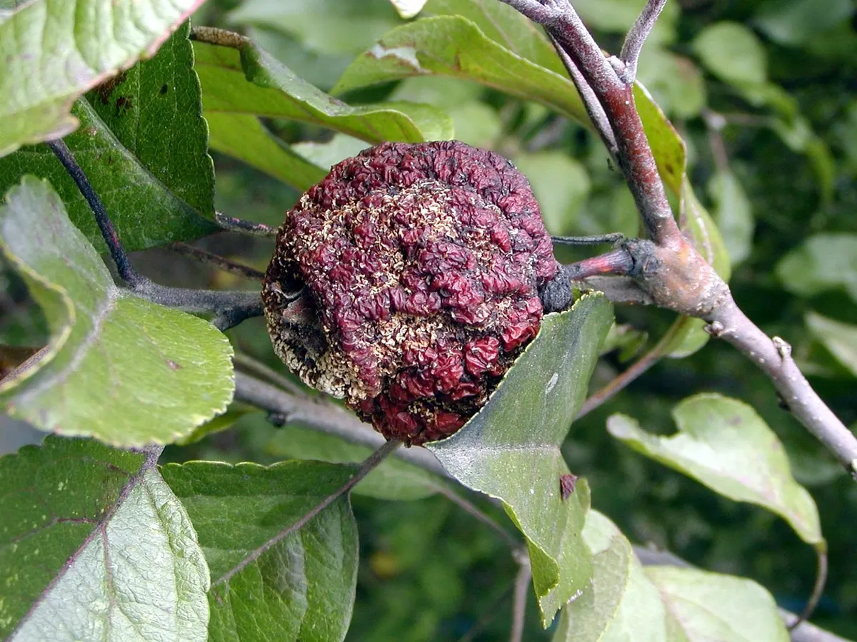 Aspen Pests and Diseases: A UK Checklist for Healthy Trees