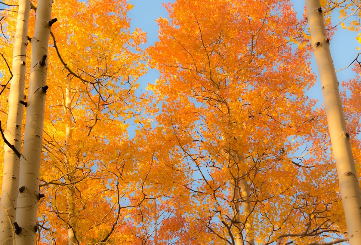Choosing the Right Aspen for Your Garden: Species and Cultivars Compared