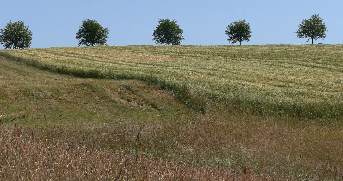 Planting Aspen as a Windbreak: Spacing, Shelter and Care for UK Sites