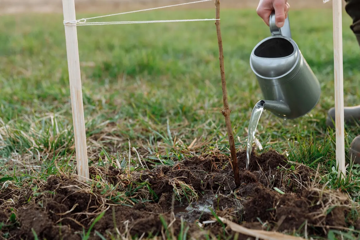 Watering Young Aspen Trees: How Much, How Often and When to Stop